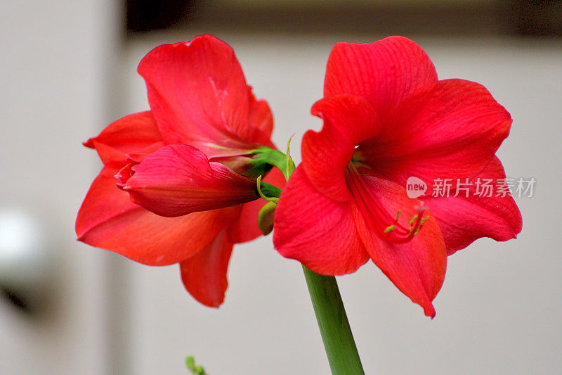 孤挺花/ Hippeastrum